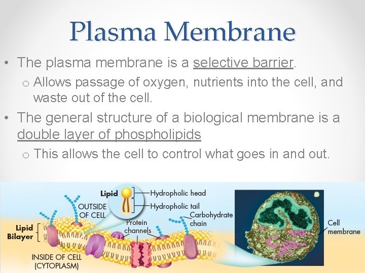 Plasma Membrane • The plasma membrane is a selective barrier. o Allows passage of