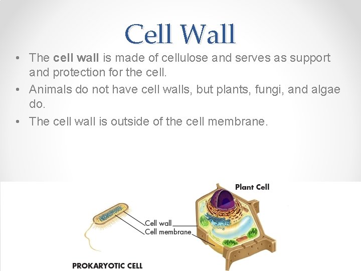 Cell Wall • The cell wall is made of cellulose and serves as support