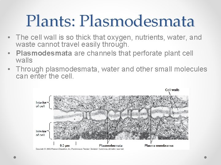 Plants: Plasmodesmata • The cell wall is so thick that oxygen, nutrients, water, and