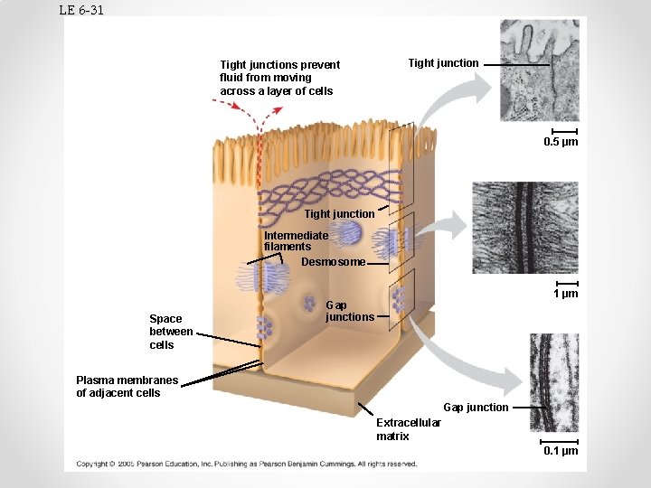 LE 6 -31 Tight junctions prevent fluid from moving across a layer of cells