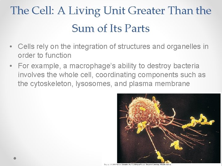 The Cell: A Living Unit Greater Than the Sum of Its Parts • Cells