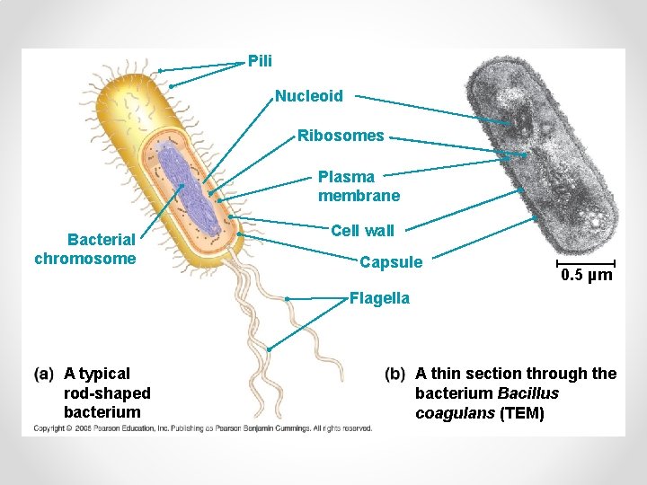 Pili Nucleoid Ribosomes Plasma membrane Bacterial chromosome Cell wall Capsule 0. 5 µm Flagella