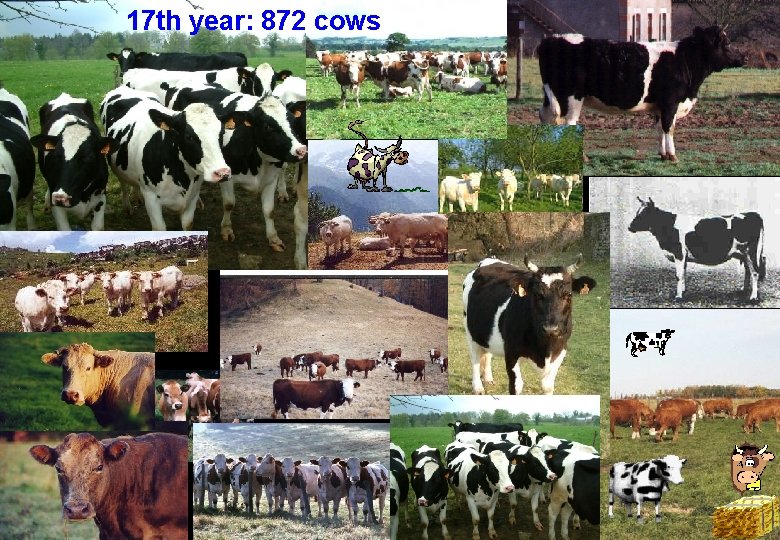 17 th year: 872 cows 