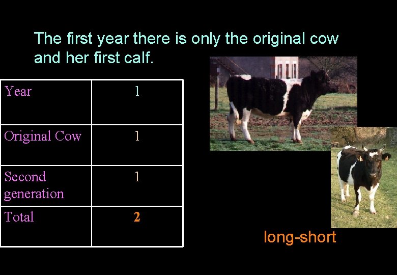 The first year there is only the original cow and her first calf. Year