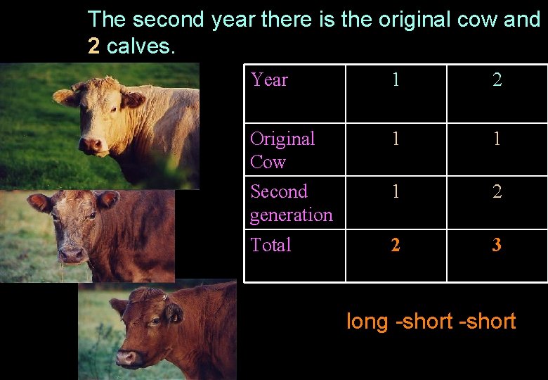 The second year there is the original cow and 2 calves. Year 1 2