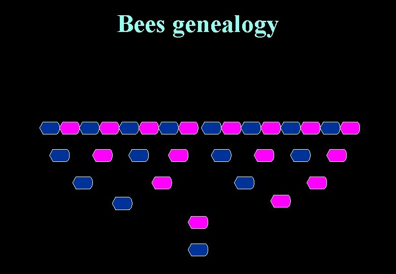 Bees genealogy 