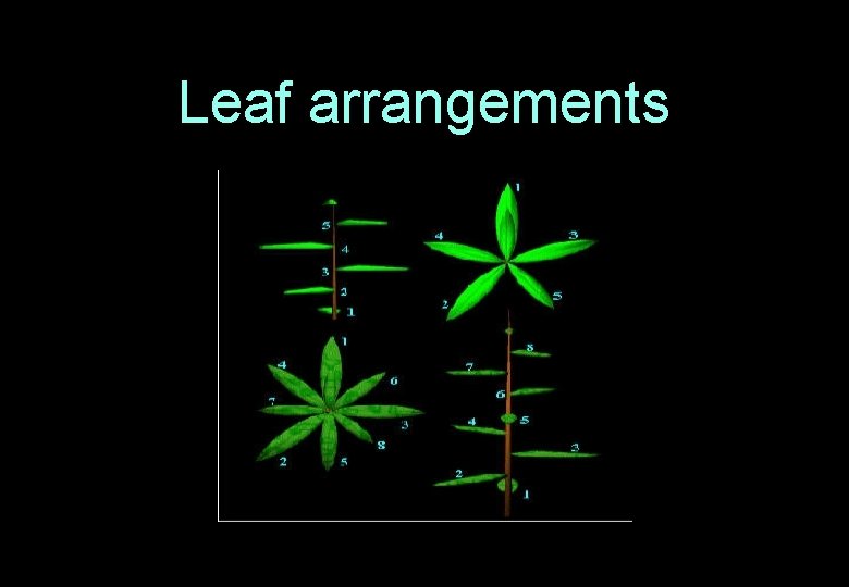 Leaf arrangements 