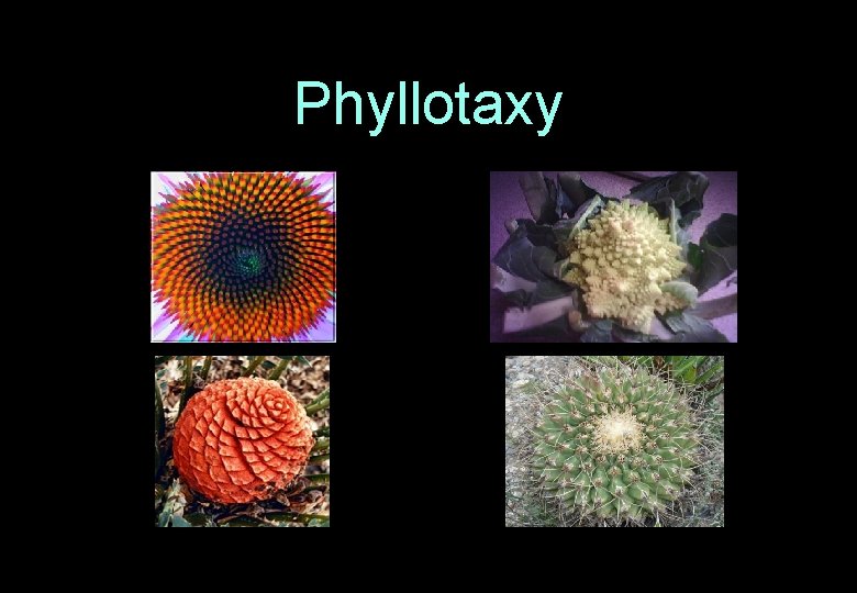 Phyllotaxy 