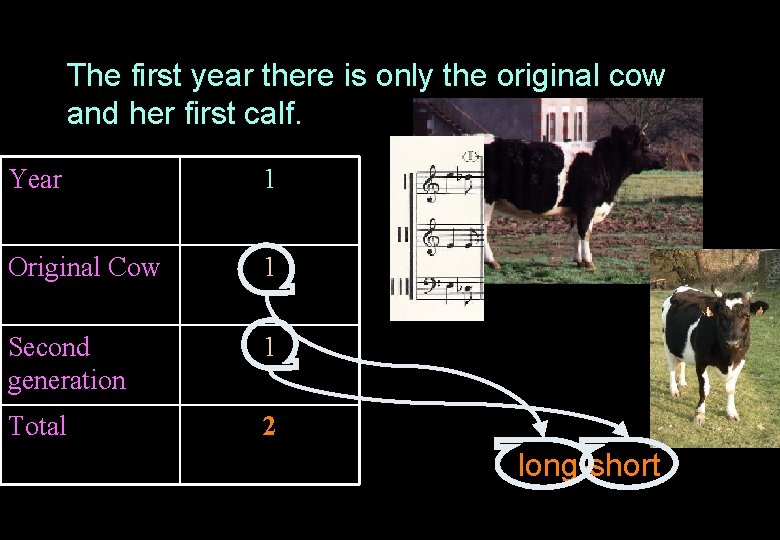 The first year there is only the original cow and her first calf. Year