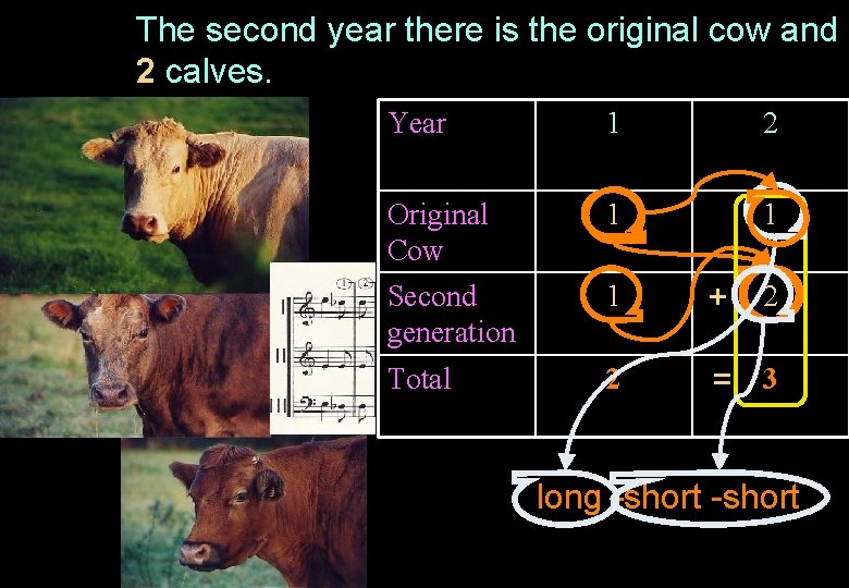The second year there is the original cow and 2 calves. Year 1 2