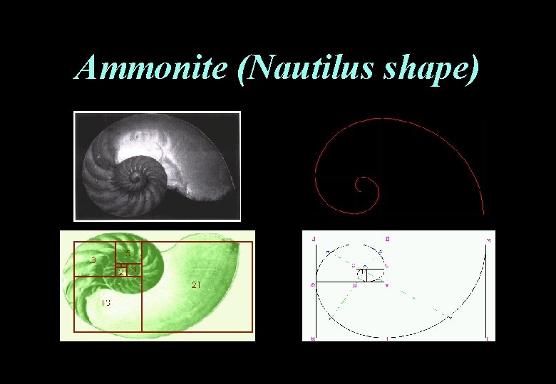 Ammonite (Nautilus shape) 