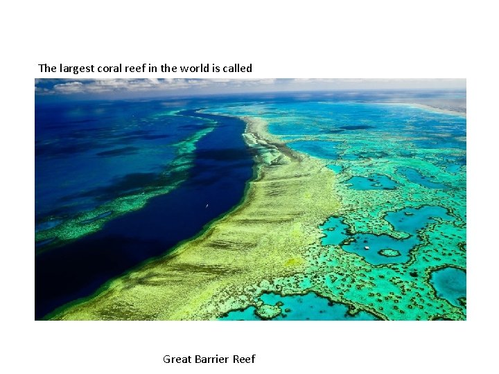 The largest coral reef in the world is called Great Barrier Reef 