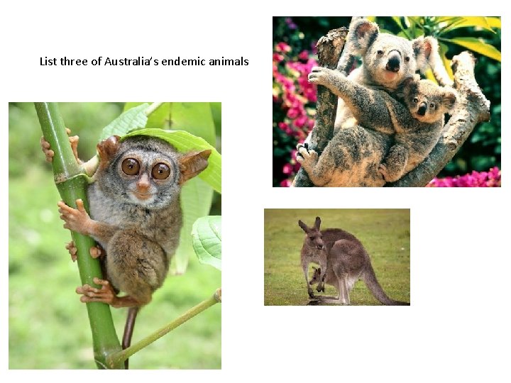 List three of Australia’s endemic animals 