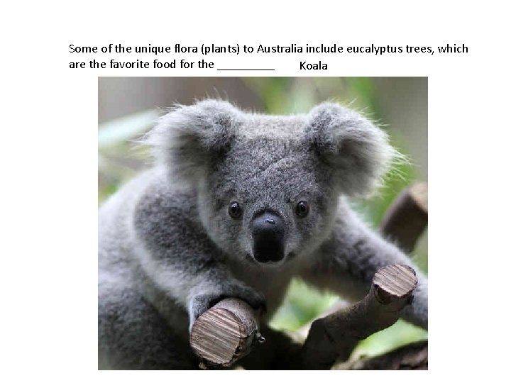 Some of the unique flora (plants) to Australia include eucalyptus trees, which are the