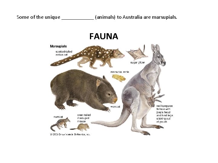 Some of the unique ______ (animals) to Australia are marsupials. FAUNA 