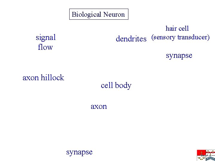 Biological Neuron hair cell dendrites (sensory transducer) signal flow synapse axon hillock cell body