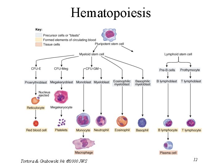 Hematopoiesis Tortora & Grabowski 9/e 2000 JWS 12 