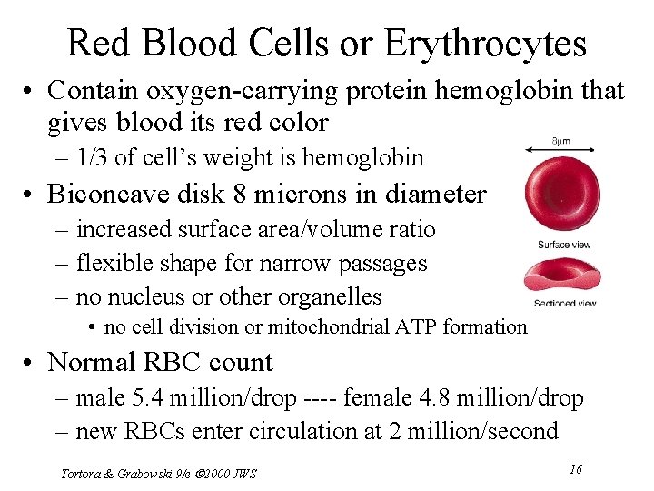 Red Blood Cells or Erythrocytes • Contain oxygen-carrying protein hemoglobin that gives blood its