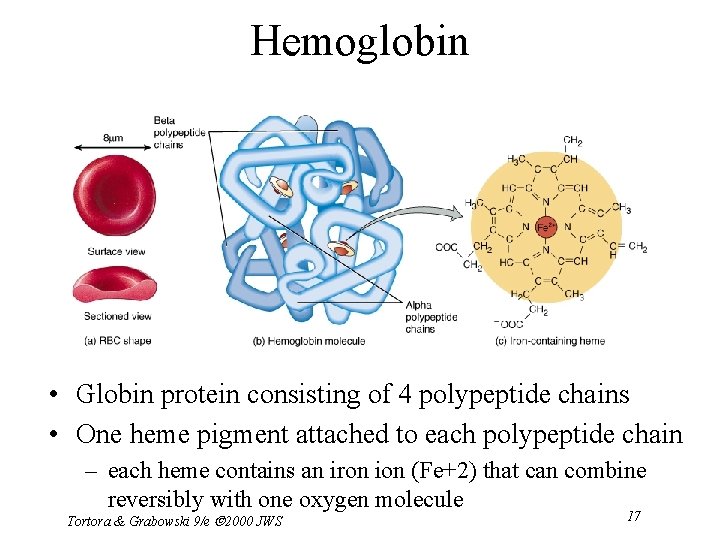 Hemoglobin • Globin protein consisting of 4 polypeptide chains • One heme pigment attached