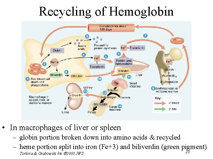 Recycling of Hemoglobin Components • In macrophages of liver or spleen – globin portion