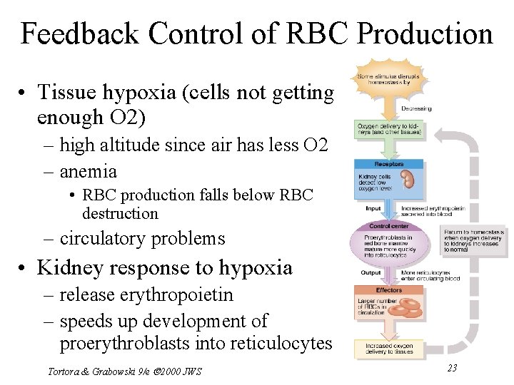 Feedback Control of RBC Production • Tissue hypoxia (cells not getting enough O 2)