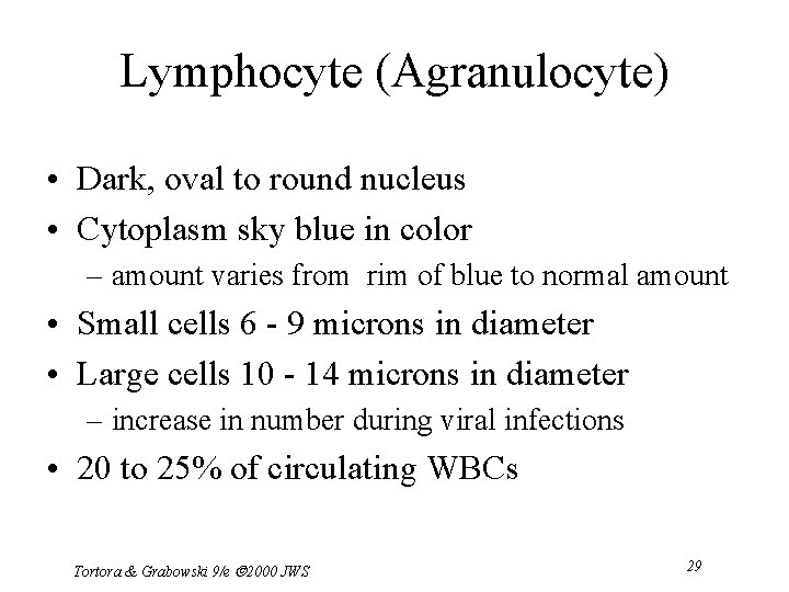 Lymphocyte (Agranulocyte) • Dark, oval to round nucleus • Cytoplasm sky blue in color