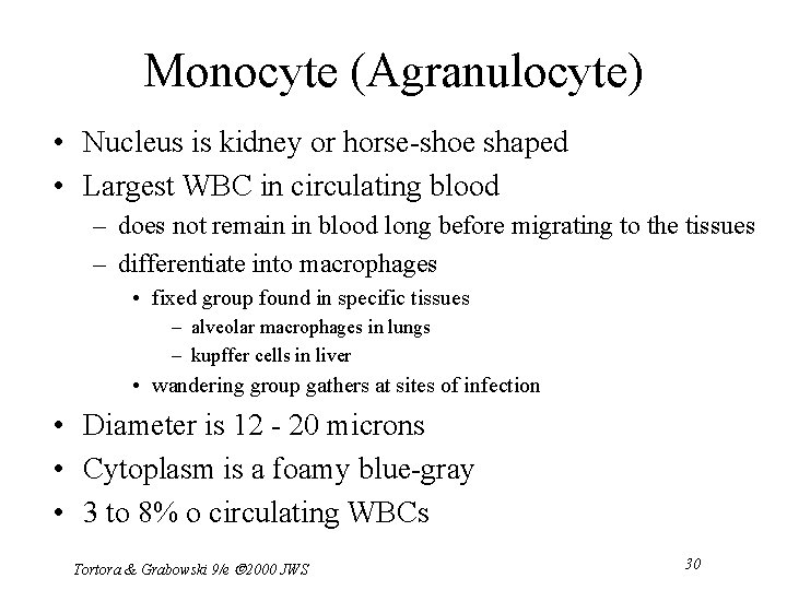 Monocyte (Agranulocyte) • Nucleus is kidney or horse-shoe shaped • Largest WBC in circulating