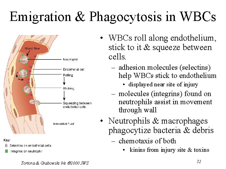 Emigration & Phagocytosis in WBCs • WBCs roll along endothelium, stick to it &
