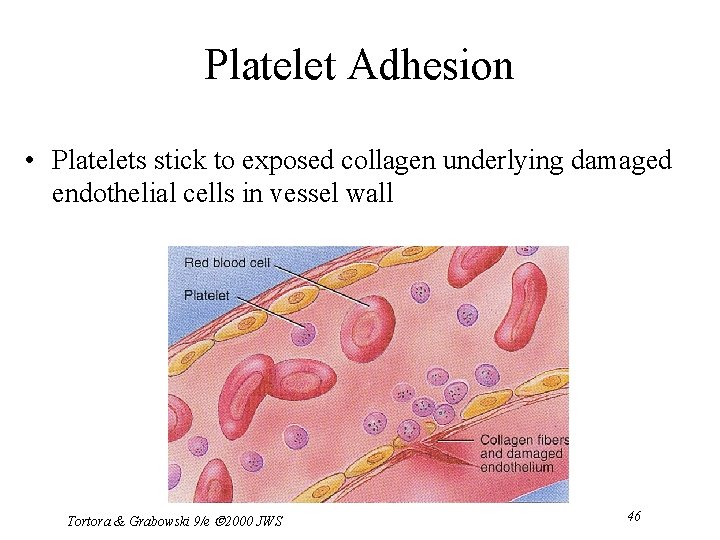 Platelet Adhesion • Platelets stick to exposed collagen underlying damaged endothelial cells in vessel
