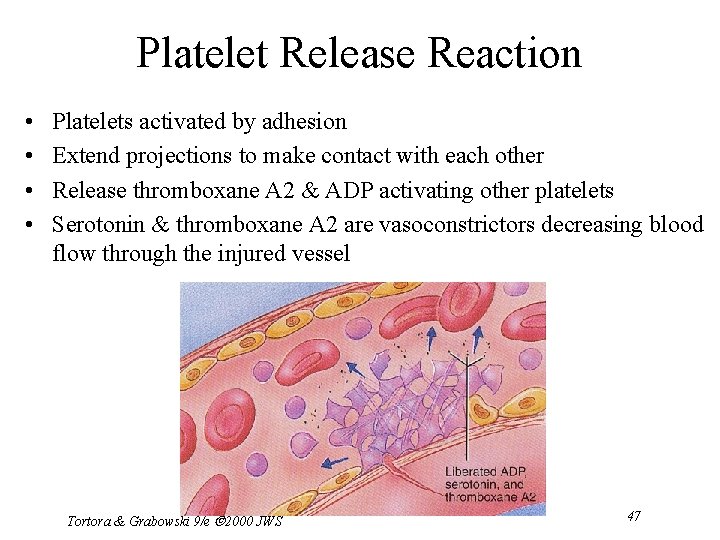 Platelet Release Reaction • • Platelets activated by adhesion Extend projections to make contact