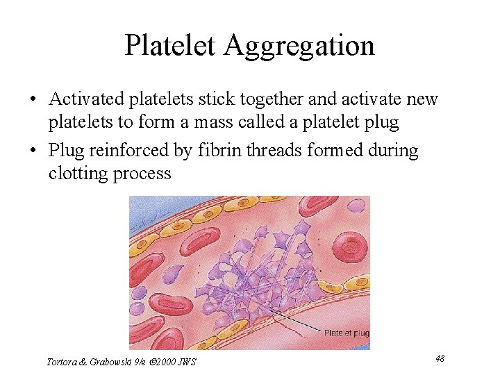 Platelet Aggregation • Activated platelets stick together and activate new platelets to form a