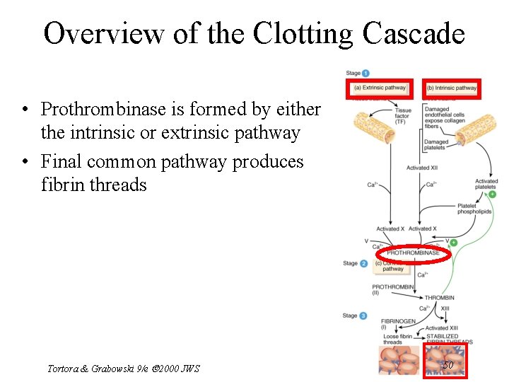 Overview of the Clotting Cascade • Prothrombinase is formed by either the intrinsic or