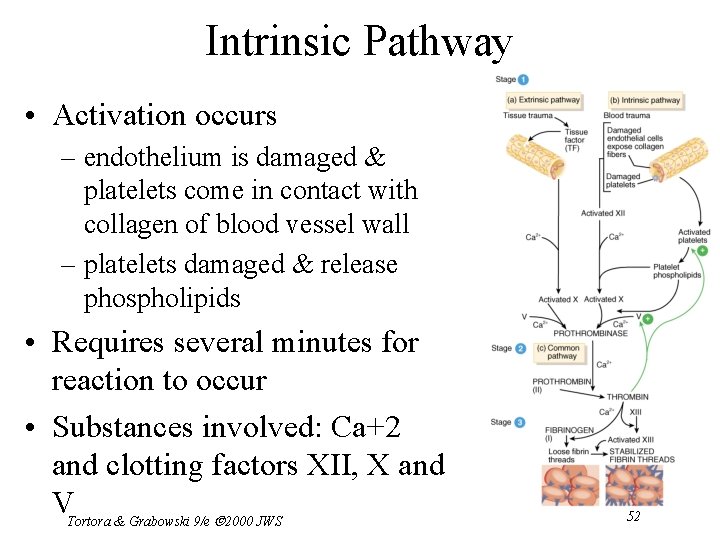 Intrinsic Pathway • Activation occurs – endothelium is damaged & platelets come in contact