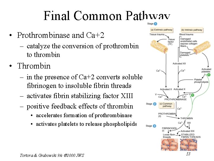 Final Common Pathway • Prothrombinase and Ca+2 – catalyze the conversion of prothrombin to
