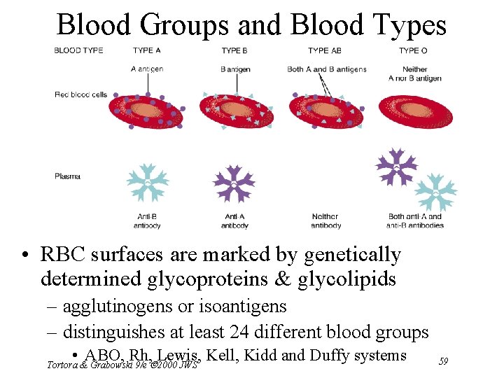 Blood Groups and Blood Types • RBC surfaces are marked by genetically determined glycoproteins