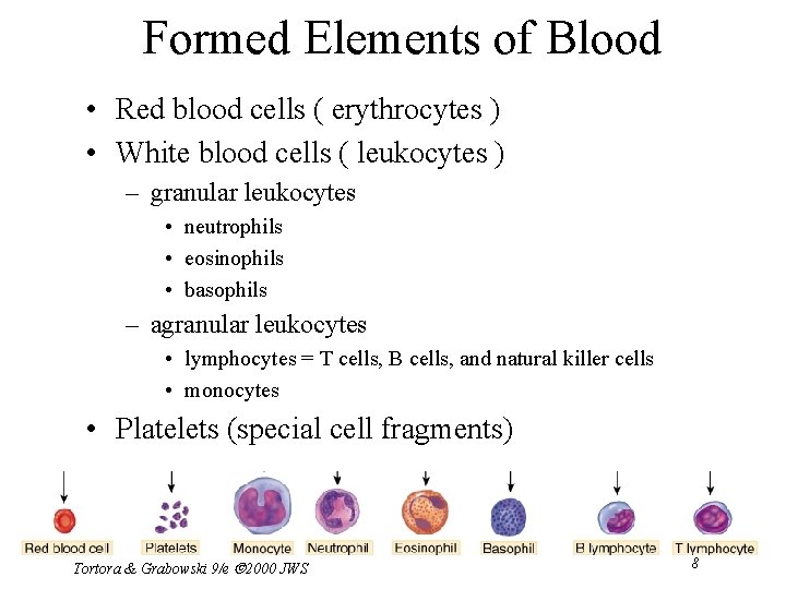 Formed Elements of Blood • Red blood cells ( erythrocytes ) • White blood