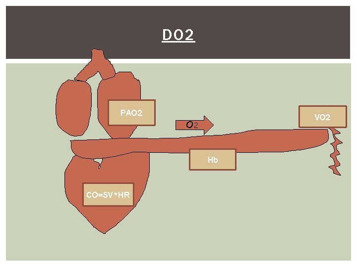 DO 2 PAO 2 VO 2 Hb CO=SV*HR 