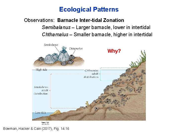 Ecological Patterns Observations: Barnacle Inter-tidal Zonation Semibalanus – Larger barnacle, lower in intertidal Chthamalus