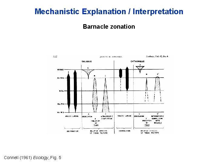 Mechanistic Explanation / Interpretation Barnacle zonation Connell (1961) Ecology, Fig. 5 