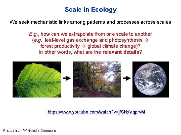 Scale in Ecology We seek mechanistic links among patterns and processes across scales E.