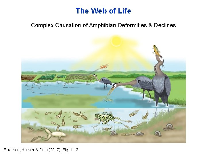 The Web of Life Complex Causation of Amphibian Deformities & Declines Bowman, Hacker &