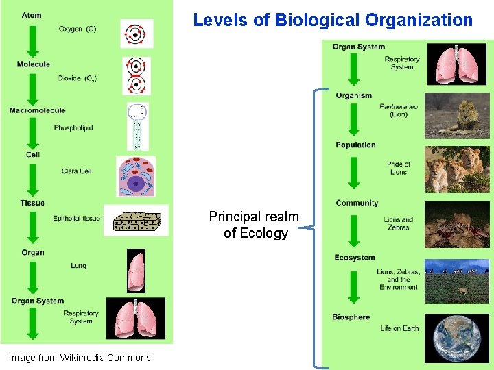 Levels of Biological Organization Principal realm of Ecology Image from Wikimedia Commons 