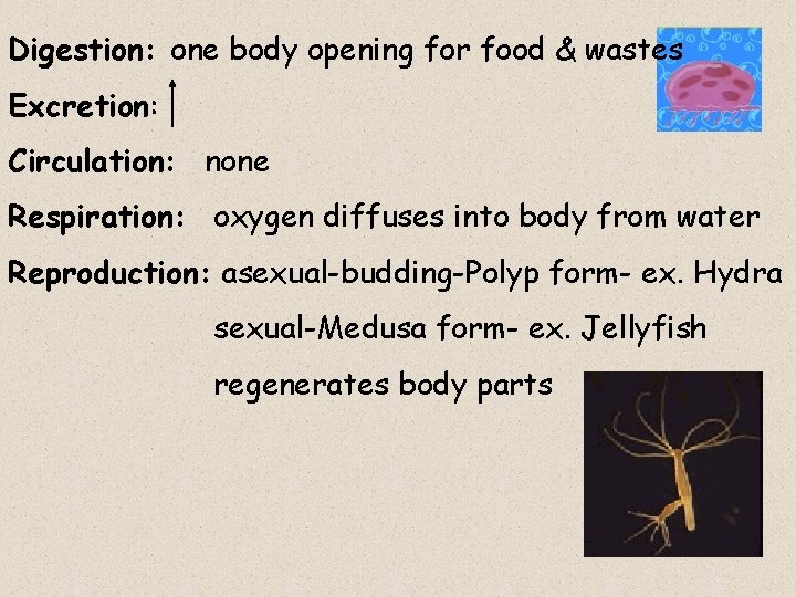 Digestion: one body opening for food & wastes Excretion: Circulation: none Respiration: oxygen diffuses