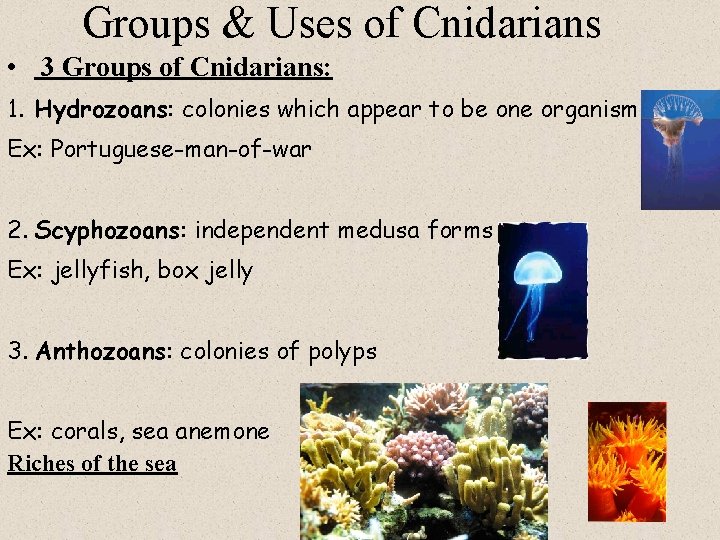 Groups & Uses of Cnidarians • 3 Groups of Cnidarians: 1. Hydrozoans: colonies which