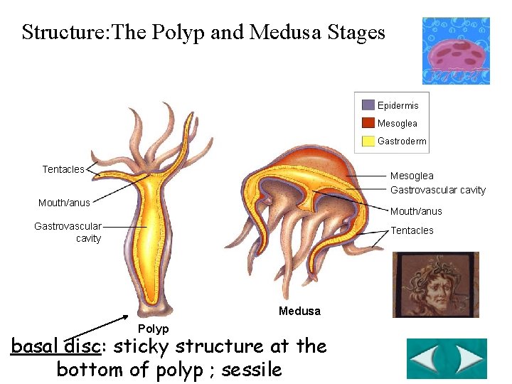 Structure: The Polyp and Medusa Stages Epidermis Mesoglea Gastroderm Tentacles Mesoglea Gastrovascular cavity Mouth/anus