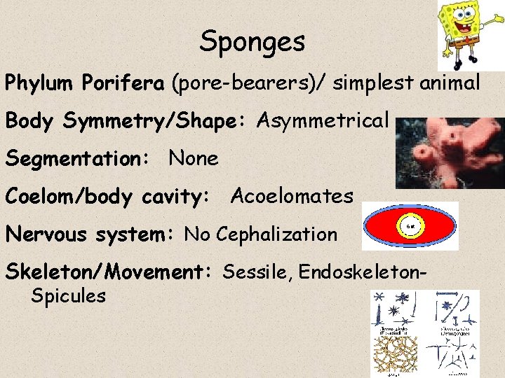 Sponges Phylum Porifera (pore-bearers)/ simplest animal Body Symmetry/Shape: Asymmetrical Segmentation: None Coelom/body cavity: Acoelomates