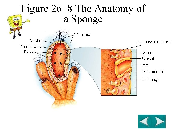 Figure 26– 8 The Anatomy of a Sponge Section 26 -2 Water flow Osculum