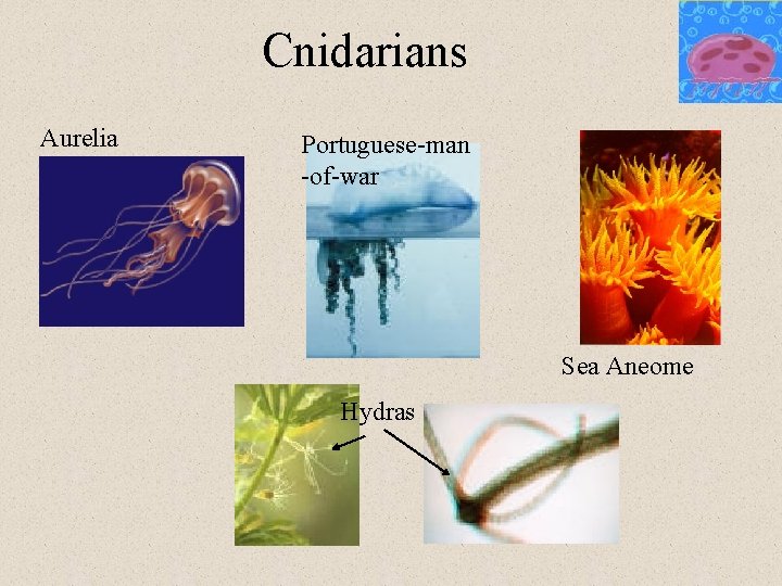 Cnidarians Aurelia Portuguese-man -of-war Sea Aneome Hydras 