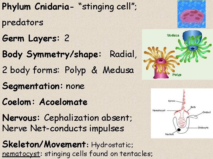 Phylum Cnidaria- “stinging cell”; predators Germ Layers: 2 Body Symmetry/shape: Radial, 2 body forms:
