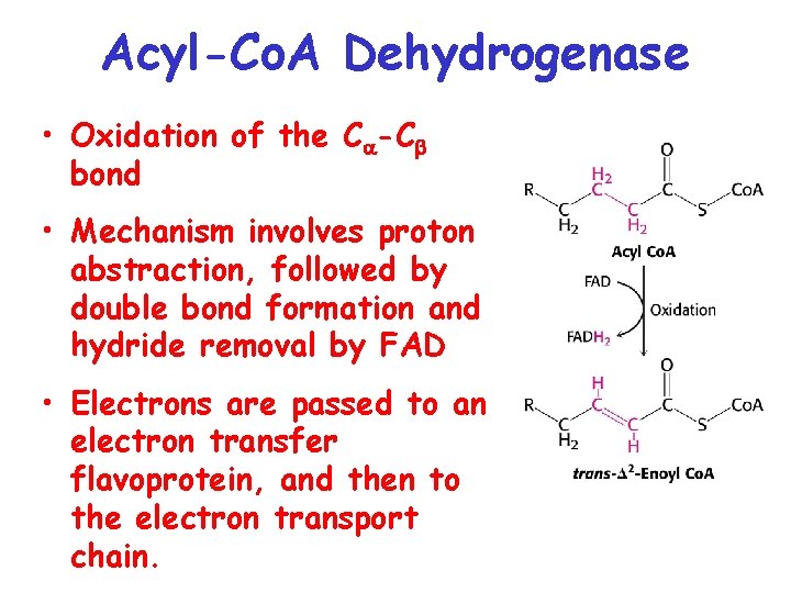 Acyl-Co. A Dehydrogenase • Oxidation of the C -C bond • Mechanism involves proton